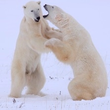 Eisbären in Churchill, Manitoba (Kanada), Foto: © Greenpeace